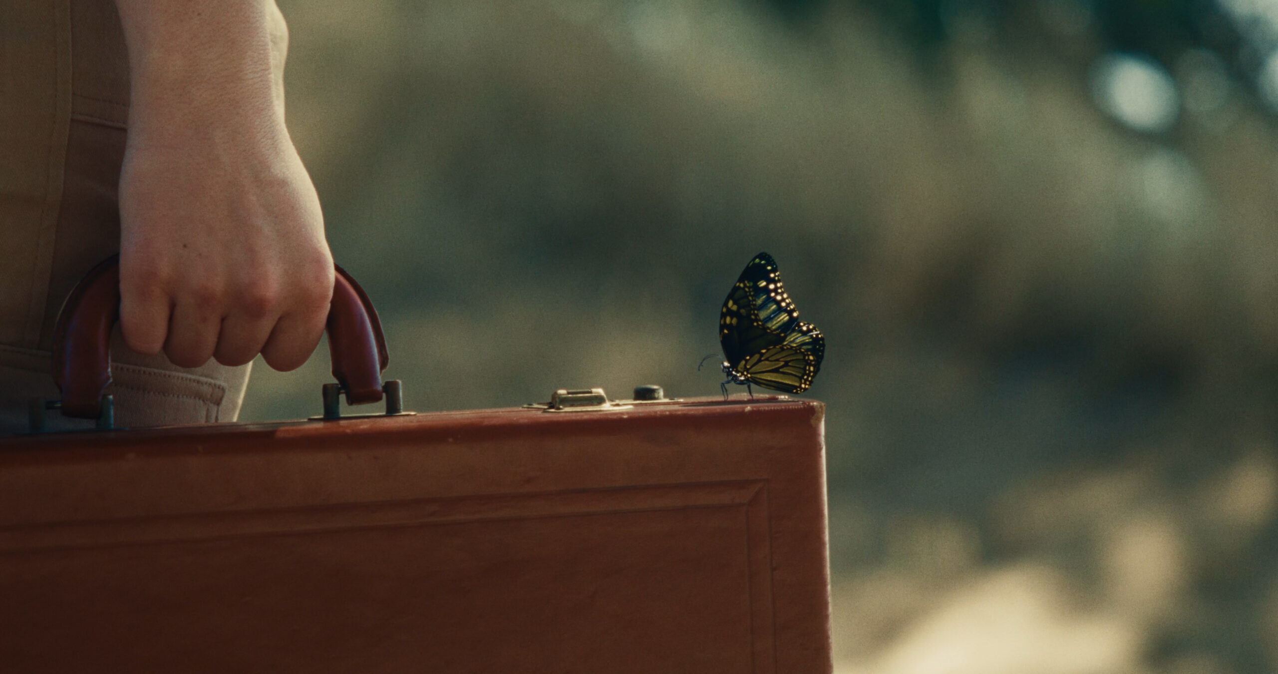 VAN_butterfly01
